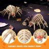 imageJOYIN 2 PCS Halloween Spider Skeleton Decoration 45 inch Glowing Plastic Animal Bone Model LightUp Halloween Decoration for Parties Haunted House Cemetery Indoor Tabletop Decorations