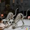 imageJOYIN 2 PCS Skeleton Cats Halloween Decorations Set Animal Courtyard for Photo Props Indoor Outdoor Decorations Trick or Treat Decor Spooky Scene Party Favors 7  79  3 inches
