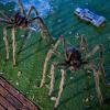 imageJOYIN 2 Pack 5 Ft Halloween Outdoor Decorations Hairy Black Spider Scary Giant Spider Fake Large Haunted House Props Halloween Yard Lawn Decorations Party Indoor DecorBrown
