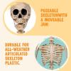 imageJOYIN 5 FT Halloween Skeleton Life Size Stayable Posable Skeleton Decor Full Body Movable Joints Giant Skeletons for Halloween Decoration Outdoor Haunted House Prop Spooky Scary Graveyard PartySpooky Skeleton