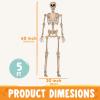 imageJOYIN 5 FT Halloween Skeleton Life Size Stayable Posable Skeleton Decor Full Body Movable Joints Giant Skeletons for Halloween Decoration Outdoor Haunted House Prop Spooky Scary Graveyard PartySpooky Skeleton