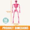 imageJOYIN 5 PCS Posable Halloween Skeleton Decor 16 Inches Full Body Posable Joints Hanging Skeletons for Halloween Decorations Graveyard Props Haunted House Accessories Spooky Scene Party FavorsWhite  Pink  Orange  Green  Purple