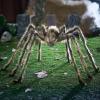imageJOYIN 65ft Halloween Spider Outdoor Decorations Scary Giant Large Spider Props for Halloween Outside Decor Indoor Party Supplies and Yard Lawn Decoration BlackBrown