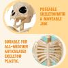 imageJOYIN Bat Skeleton Halloween Decoration 11 Inch Animal Skeleton Plastic Bones for Yard Garden Graveyard Haunted House Cemetery Outdoor Indoor Tabletop Decorations Halloween Party Favors Decor