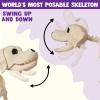 imageJOYIN Halloween Golden Retriever Skeleton 34 Animal Dog Plastic Skeleton with Movable Posable Joints for Haunted Houses Halloween Decorations Graveyard Scenes Outdoor Indoor Garden Party Decor