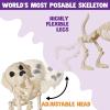 imageJOYIN Halloween Golden Retriever Skeleton 34 Animal Dog Plastic Skeleton with Movable Posable Joints for Haunted Houses Halloween Decorations Graveyard Scenes Outdoor Indoor Garden Party Decor