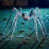 imageJOYIN Halloween Outdoor Decorations Giant Spider 5 Ft Large Spider for Yard Lawn Garden Patio Scary Halloween Outside Decor Indoor Haunted House Prop and Home Party Decor BlackGray