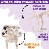 imageJOYIN Posable Halloween Dog Skeleton Full Body Posable Joints Realistic Skeleton Puppy with Movable Joints for Halloween Decoration Graveyard Party Decor 98 X 47 X 126