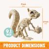 imageJOYIN Squirrel Skeleton Halloween Decoration 91 Inch Animal Posable Skeletons Movable Joints Plastic Bones with Pine Cones for Halloween Haunted House Decor Spooky Scene Garden Patio Party Prop
