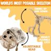 imageJOYIN Wiener Dog Skeleton 24 Plastic Animal Posable Skeleton Halloween Decorations with Movable Joints for Graveyard Scenes Haunted House Prop Party Decor Spooky Indoor Outdoor Decorations