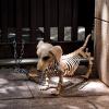 imageJOYIN Wiener Dog Skeleton 24 Plastic Animal Posable Skeleton Halloween Decorations with Movable Joints for Graveyard Scenes Haunted House Prop Party Decor Spooky Indoor Outdoor Decorations