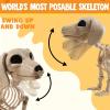 imageJOYIN Wiener Dog Skeleton 24 Plastic Animal Posable Skeleton Halloween Decorations with Movable Joints for Graveyard Scenes Haunted House Prop Party Decor Spooky Indoor Outdoor Decorations
