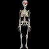 imageJOYIN 36 Halloween Skeleton Decorations with Red LED Light Eyes Plastic Bones with Movable