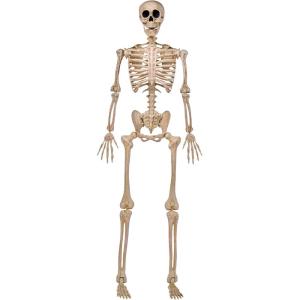 imageJOYIN 5 FT Halloween Skeleton Life Size Stayable Posable Skeleton Decor Full Body Movable Joints Giant Skeletons for Halloween Decoration Outdoor Haunted House Prop Spooky Scary Graveyard PartySpooky Skeleton