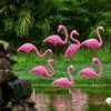 image:imageJOYIN 10 Pack Small Yard Flamingos Ornament Stakes Mini Pink Flamingo Yard Decorations Mini Lawn Plastic Flamingo Statue with Rubber Coating Metal Legs for Outdoor Garden Luau Party Gift 310IN